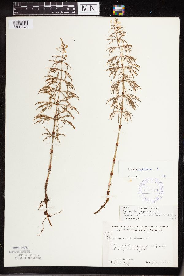 Equisetum sylvaticum image