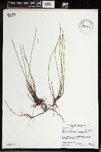 Equisetum variegatum subsp. variegatum image