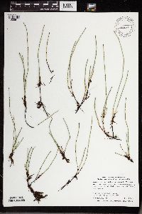 Equisetum variegatum image
