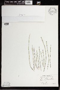 Equisetum variegatum subsp. variegatum image