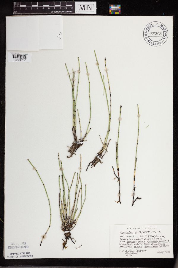 Equisetum variegatum subsp. variegatum image