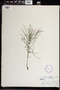 Equisetum arvense image