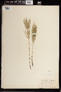 Equisetum arvense image