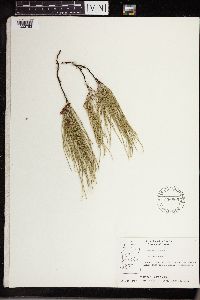 Equisetum arvense image