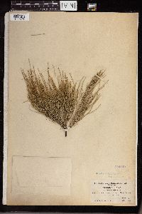 Equisetum arvense image