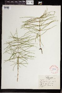 Equisetum arvense image