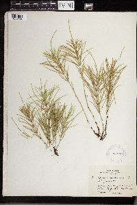 Equisetum arvense image