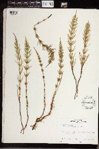 Equisetum arvense image