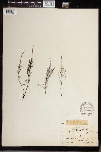 Equisetum arvense image