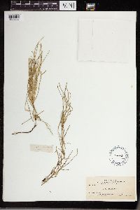 Equisetum arvense image