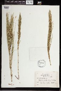 Equisetum arvense image