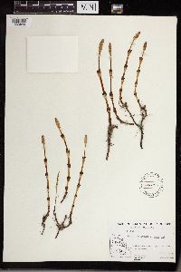 Equisetum arvense image