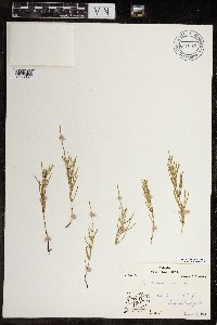 Equisetum arvense image