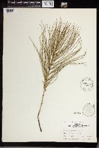 Equisetum arvense image