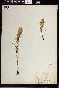 Equisetum arvense image