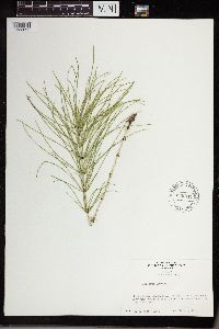 Equisetum arvense image