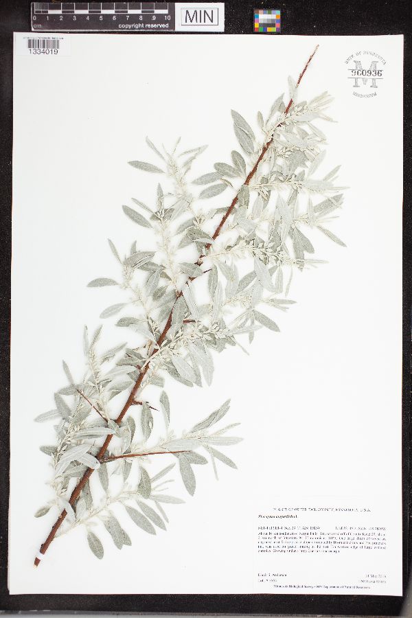 Elaeagnus angustifolia image