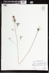 Symphyotrichum sericeum image