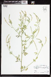 Melilotus officinalis image