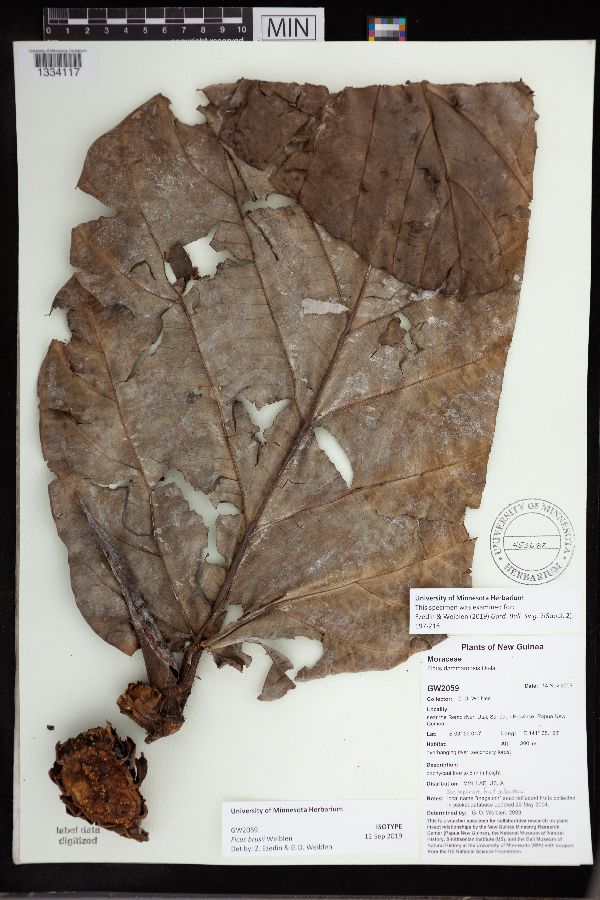 Ficus brusii image