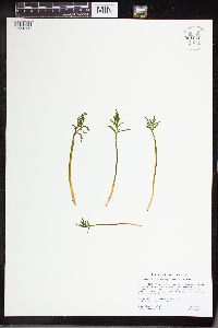 Botrychium lanceolatum image