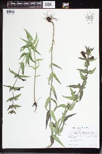 Image of Agalinis auriculata