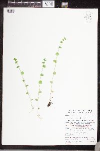 Image of Triodanis perfoliata