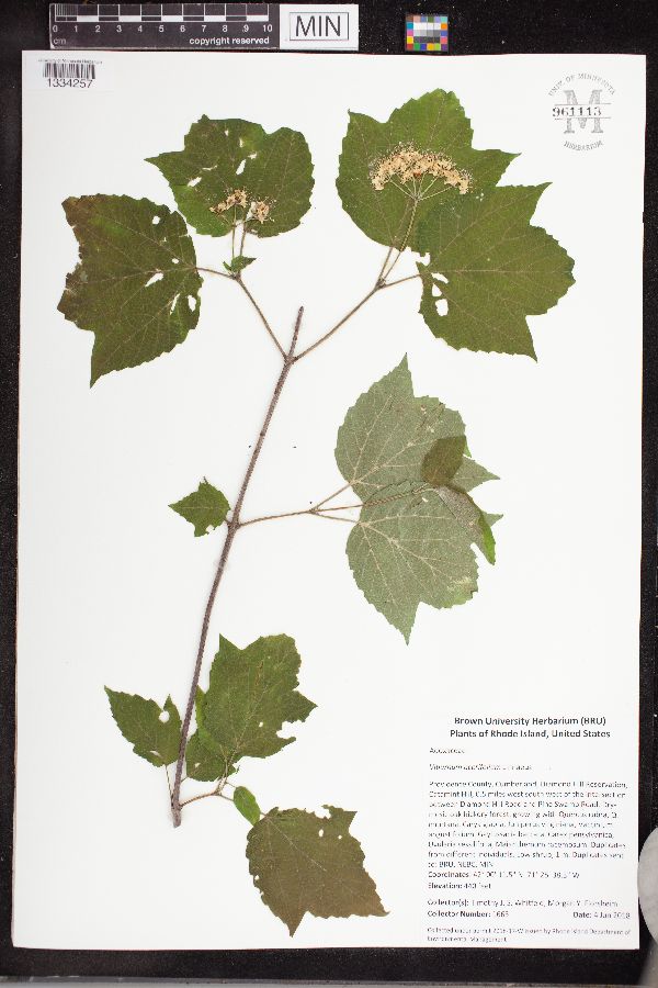 Viburnum acerifolium image