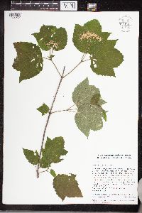 Image of Viburnum acerifolium