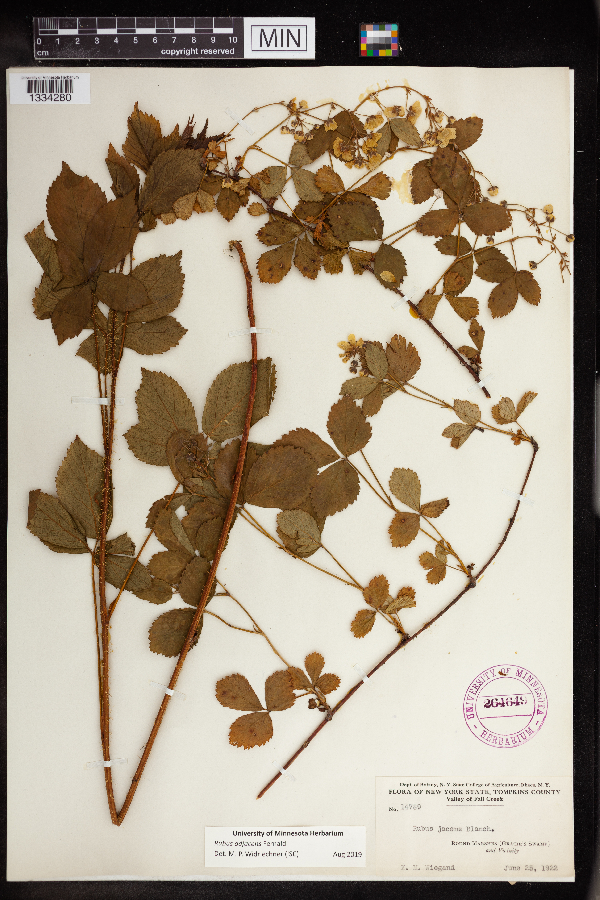 Rubus adjacens image