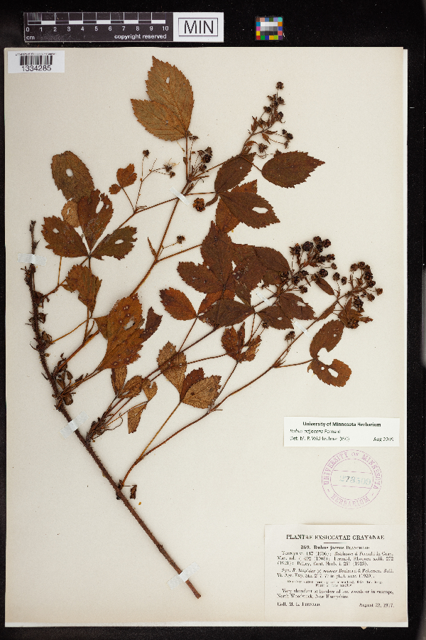 Rubus adjacens image