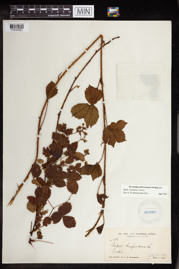 Rubus adjacens image