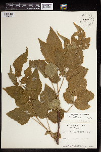 Rubus allegheniensis image