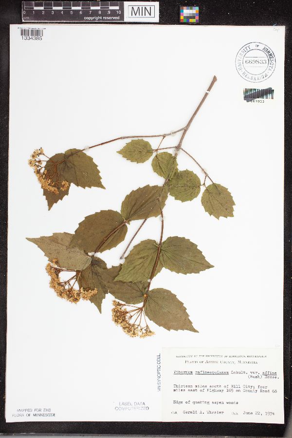 Viburnum rafinesquianum var. affine image