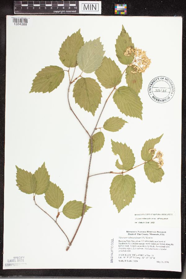 Viburnum rafinesquianum var. rafinesquianum image