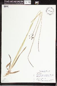 Sagittaria cristata image