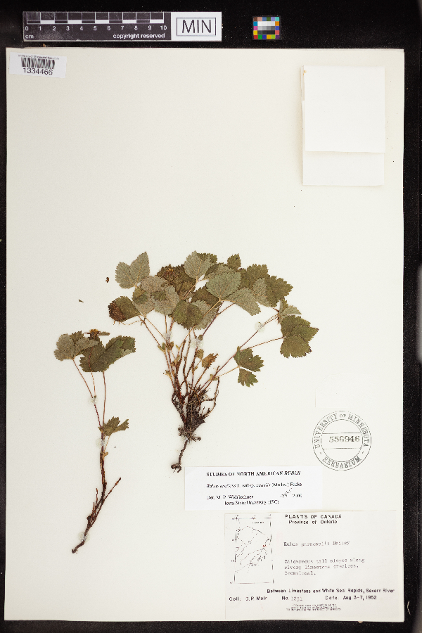 Rubus arcticus image