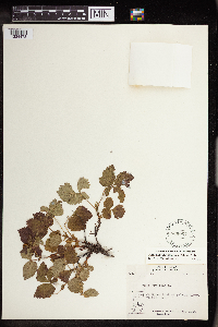 Rubus arcticus image