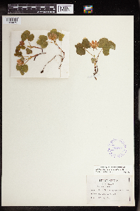 Rubus arcticus subsp. acaulis image