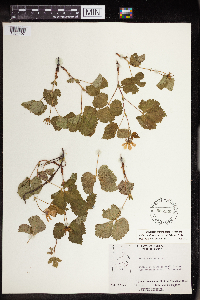 Rubus arcticus image