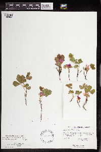 Rubus arcticus subsp. acaulis image