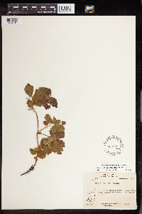 Rubus arcticus image