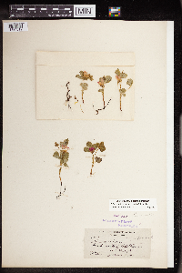 Rubus arcticus subsp. acaulis image