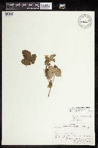 Rubus arcticus subsp. arcticus image