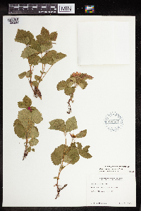Rubus arcticus subsp. arcticus image