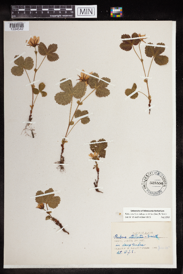 Rubus arcticus subsp. stellatus image