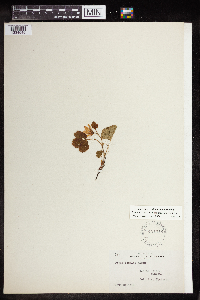 Rubus arcticus subsp. stellatus image