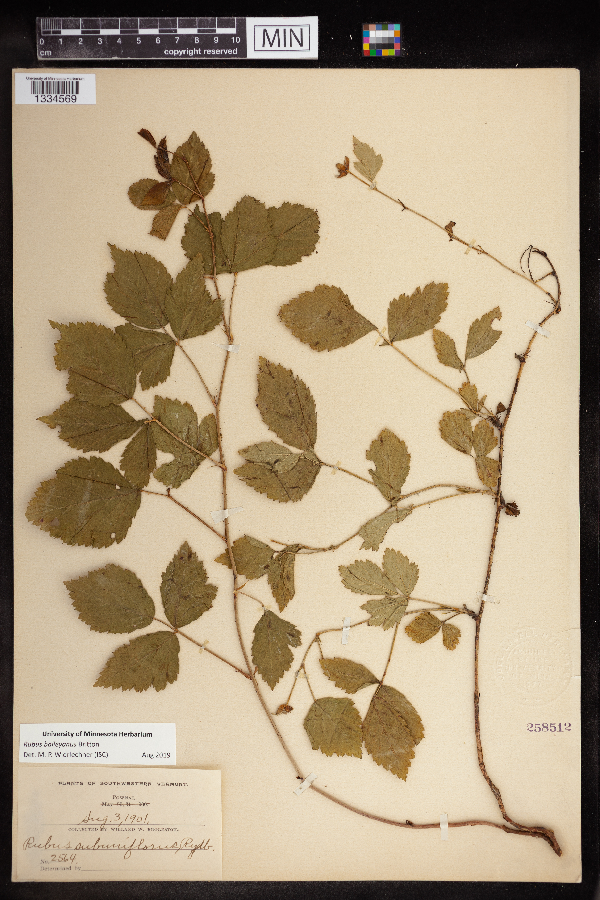 Rubus baileyanus image