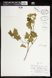 Rubus bartonianus image