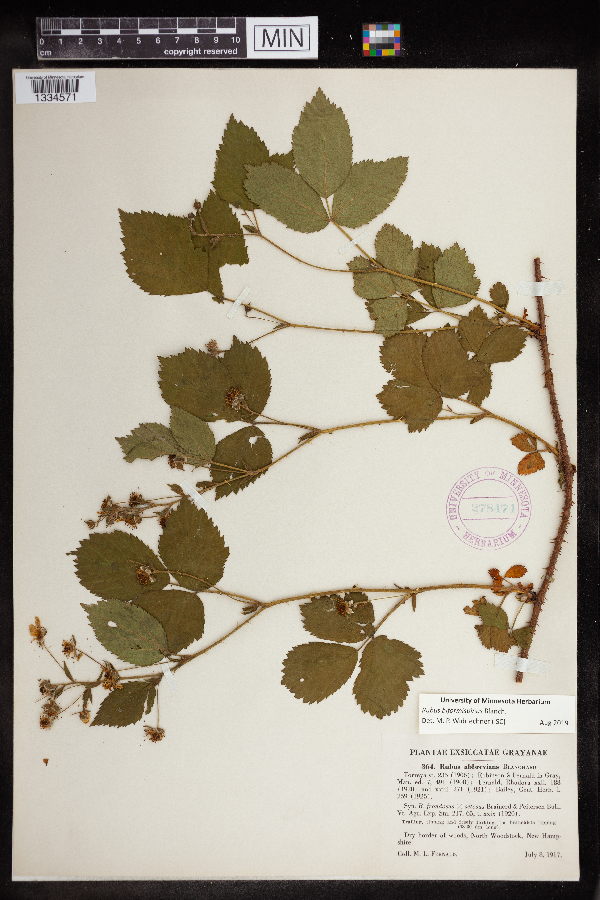 Rubus biformispinus image